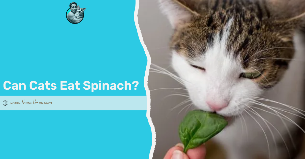 Can Cats Eat Spinach? A Complete Guide for Cat Parents