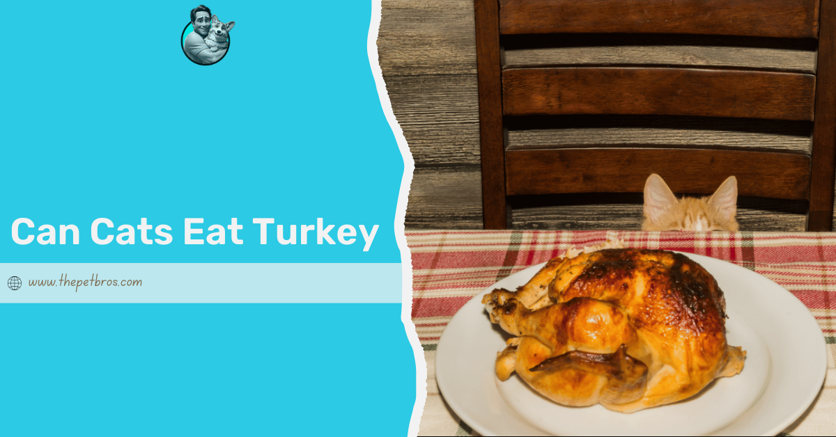 Can Cats Eat Turkey? Everything You Need To Know