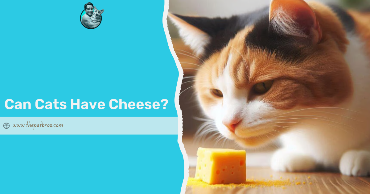 Can Cats Have Cheese? A Simple Guide for Cat Parents