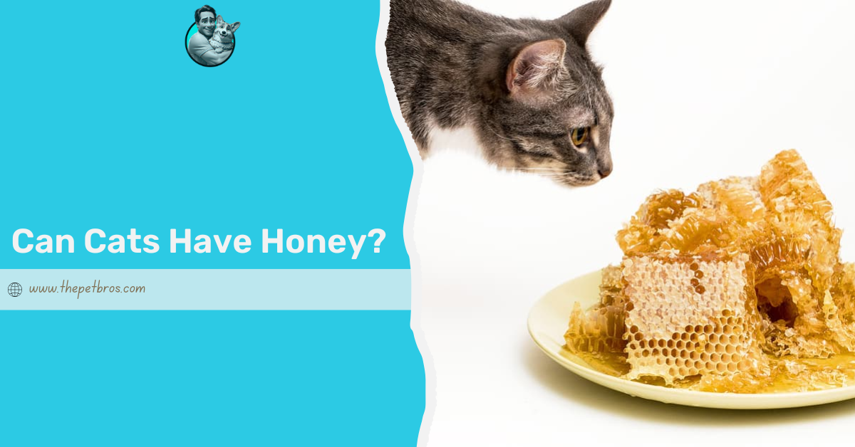 Can Cats Have Honey? What Owners Need to Know About Honey