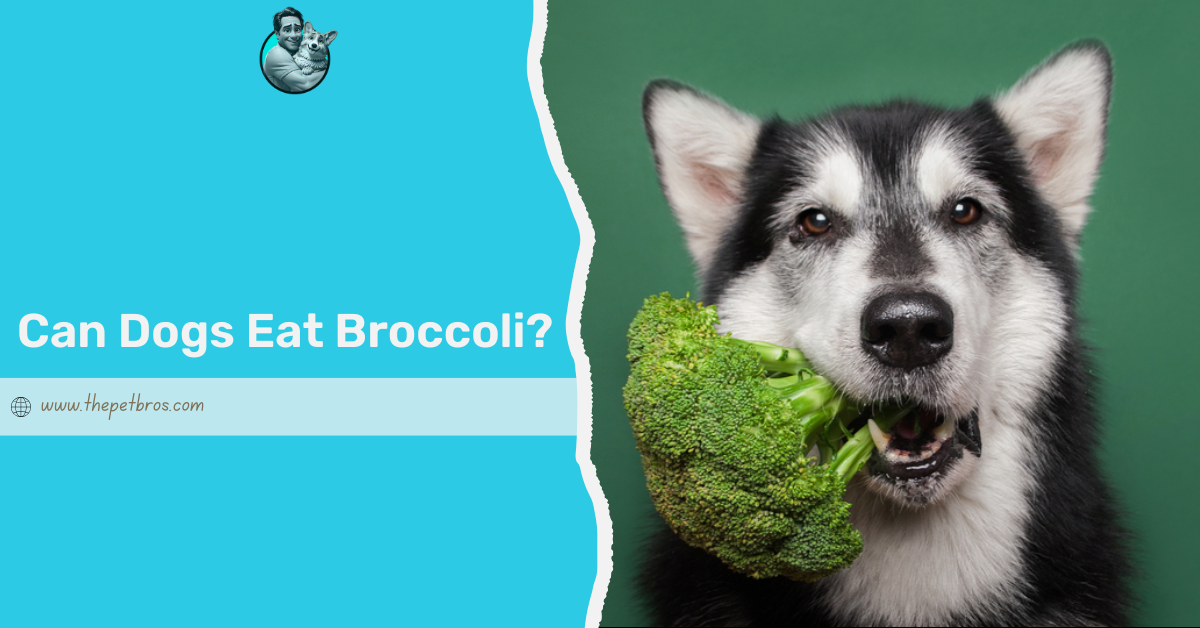 Can Dogs Eat Broccoli? Safe Benefits and How to Feed Them