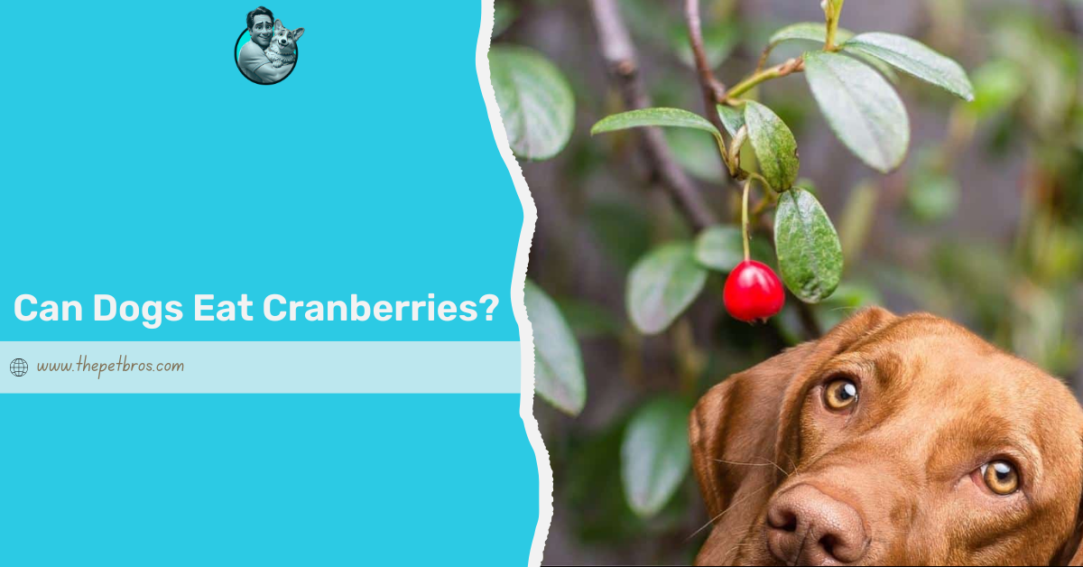 Can Dogs Have Cranberries? Benefits and Risks You Need To Know