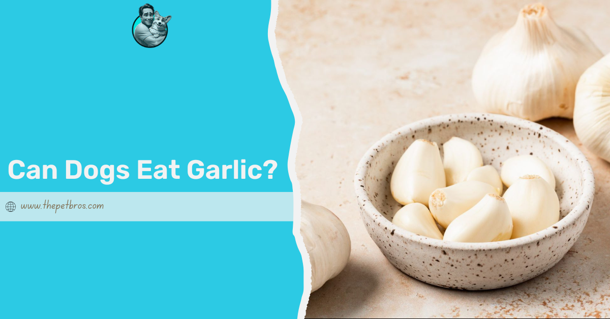 Can Dogs Eat Garlic? What Every Dog Owner Must Know