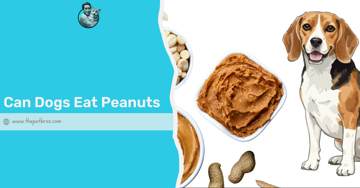 Can Dogs Eat Peanuts? Everything You Need To Know