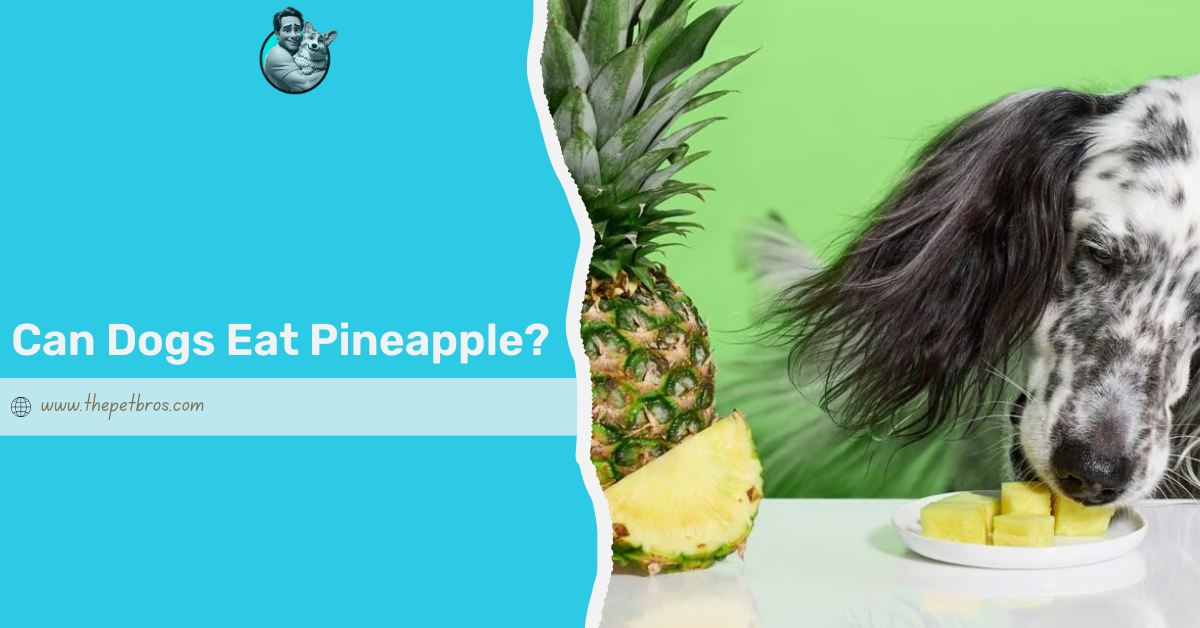 Can Dogs Eat Pineapple? A Complete Guide for Pet Owners