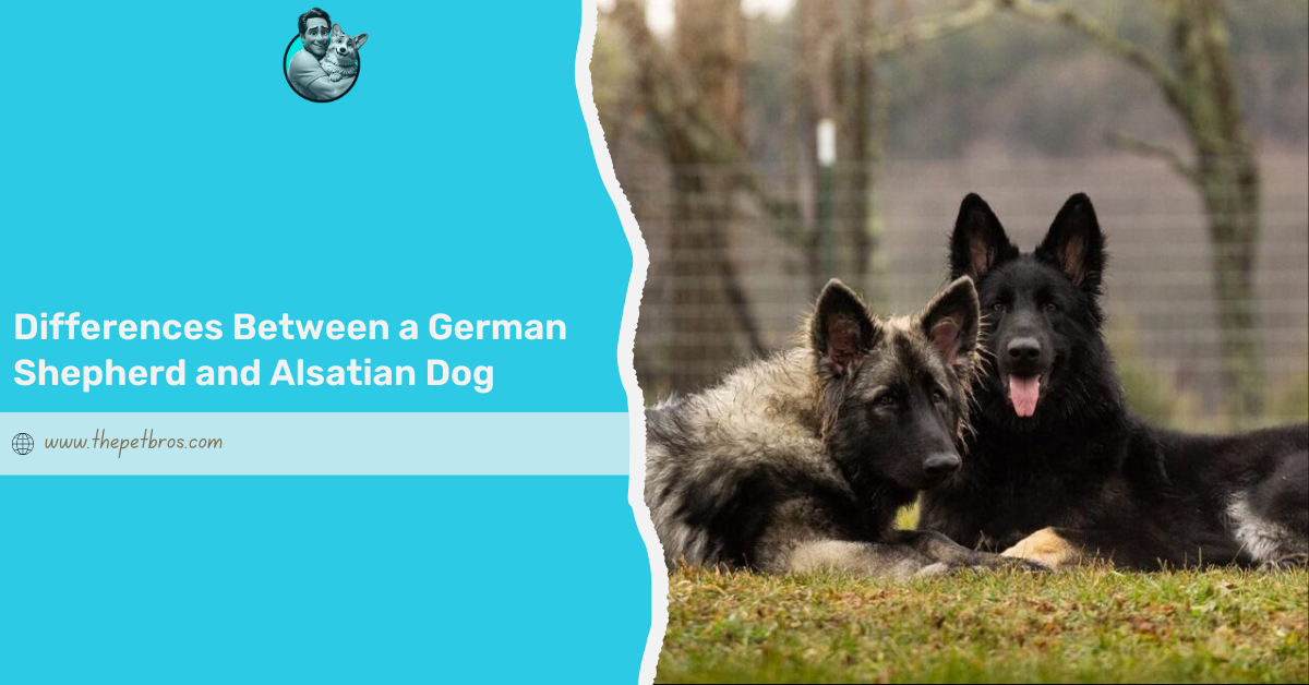 Differences Between a German Shepherd and Alsatian Dog