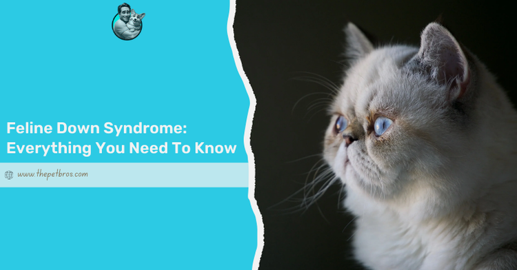 Feline Down Syndrome: Everything You Need To Know