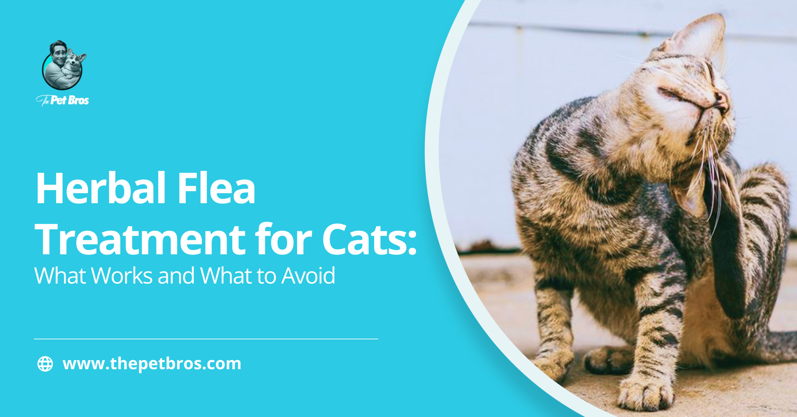 Herbal Flea Treatment for Cats: What Works Best