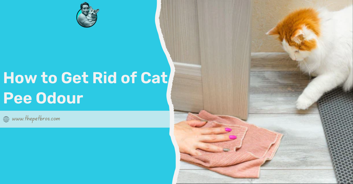 How to Get Rid of Cat Pee Odour: The Ultimate Guide