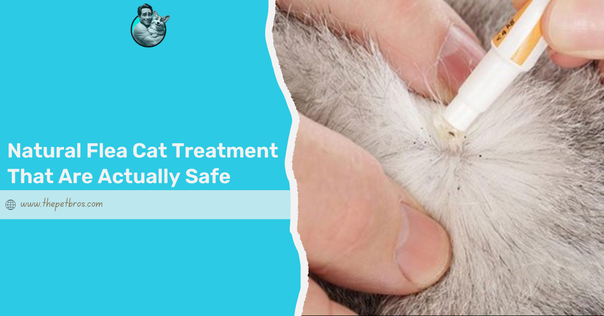 Natural Flea Cat Treatment