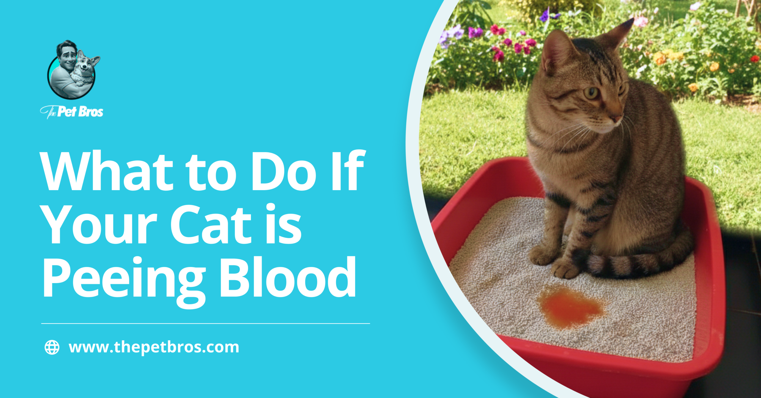 How To Handle a Cat Peeing Blood