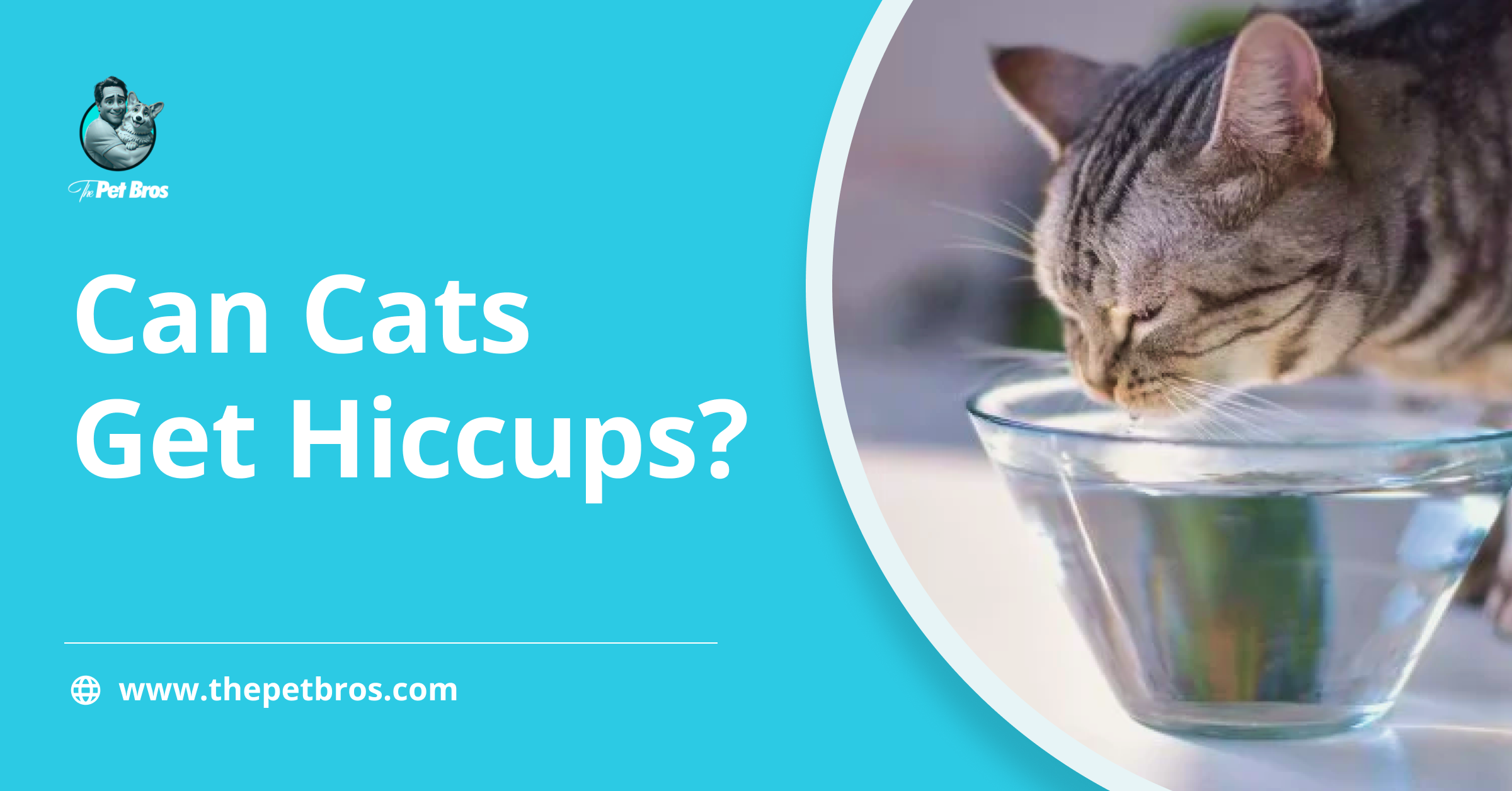 Can Cats Get Hiccups? Here’s What You Need to Know about Cats Hiccups