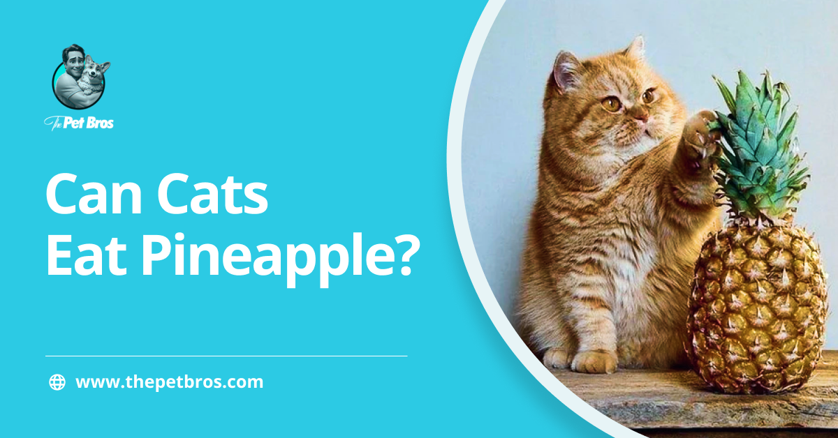Can Cats Have Pineapple? What Cat Owners Should Know