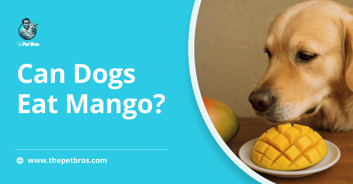 Can Dogs Have Mango? How to Serve Your Dogs Mango