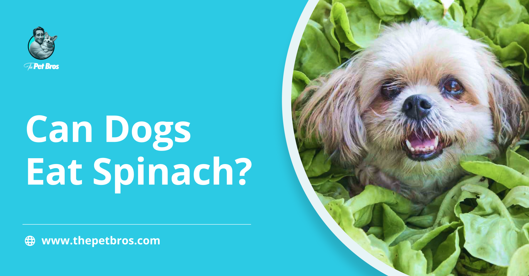 Can Dogs Eat Spinach? Facts About Feeding Your Dog Spinach