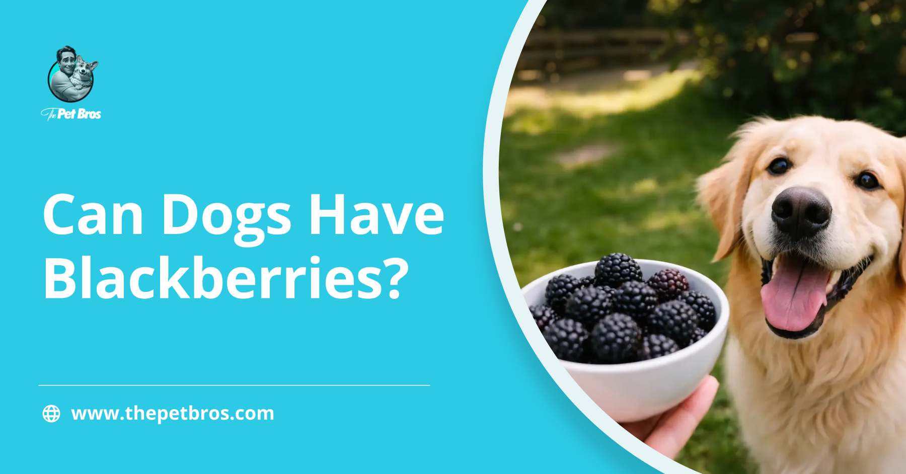 Can Dogs Have Blackberries? Everything You Need To Know
