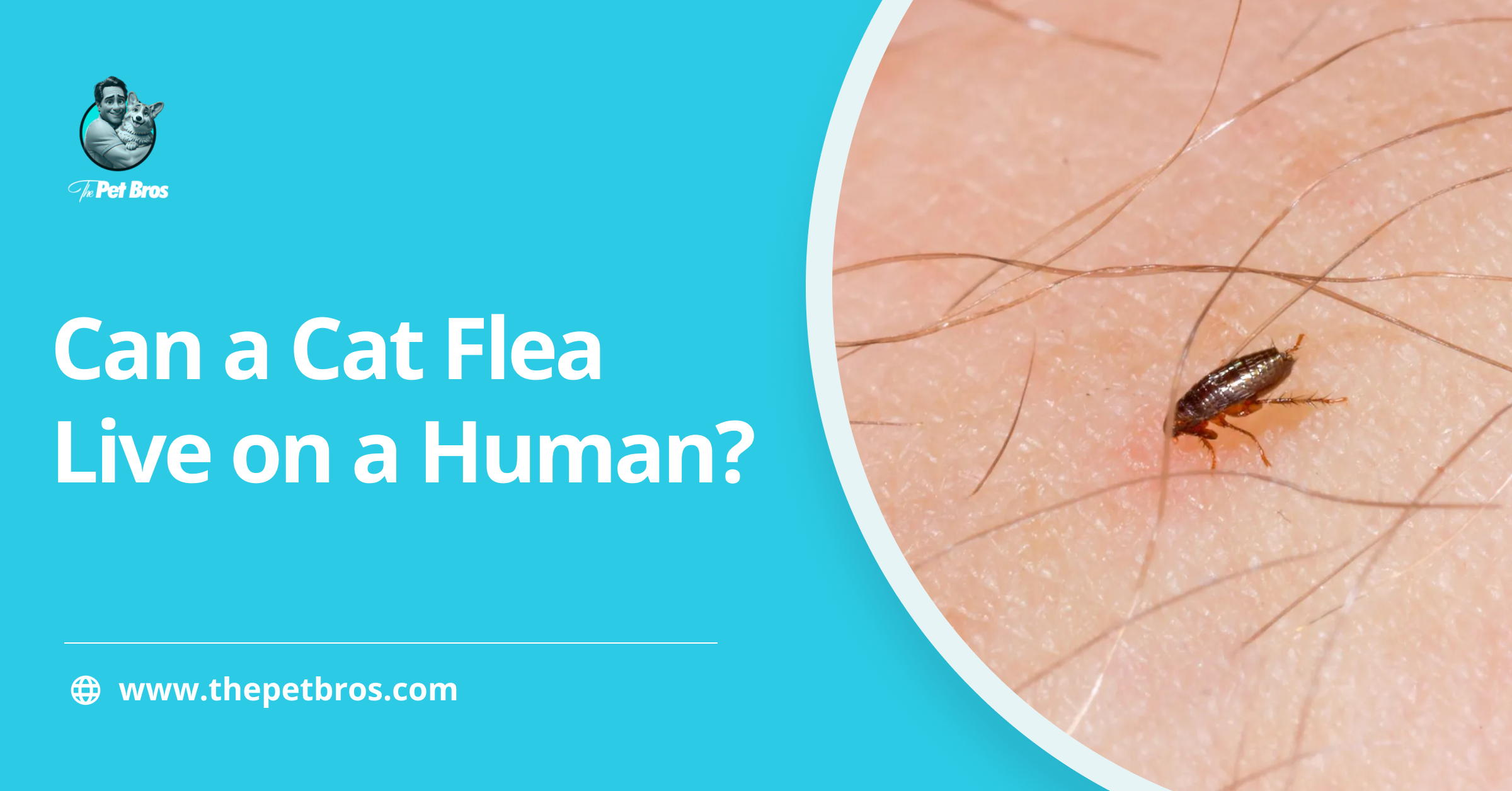 Can A Cat Flea Live On A Human? What You Need to Know