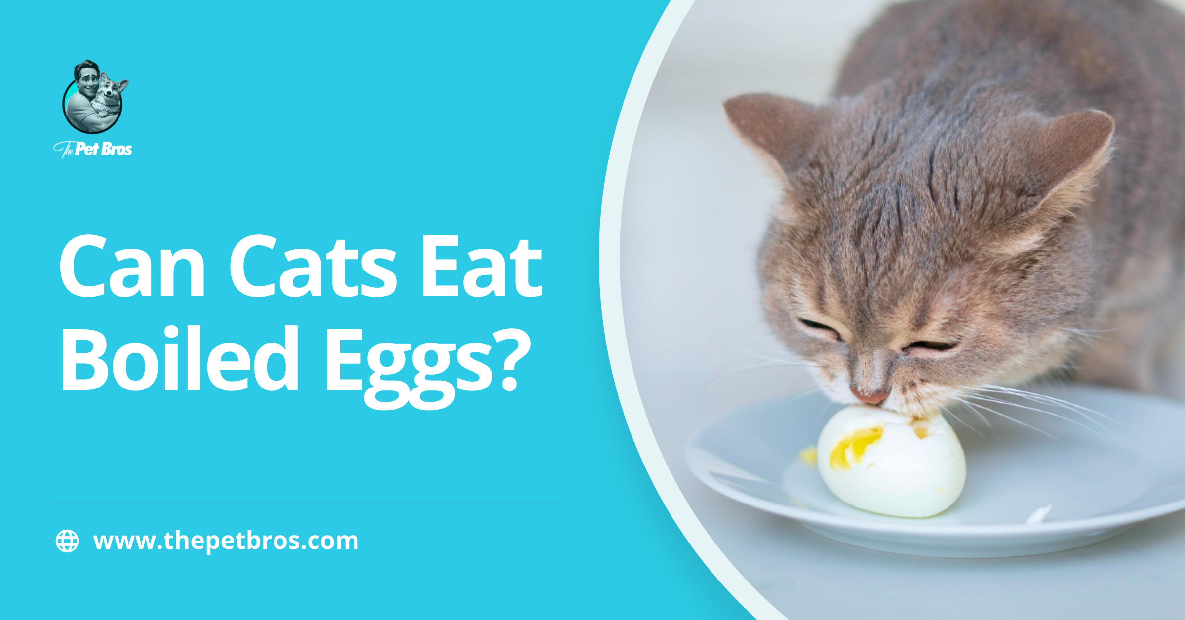 Can Cats Eat Boiled Eggs? What You Need To Know