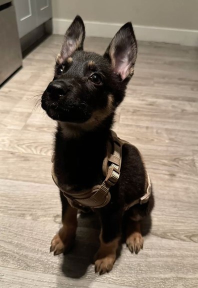 Black Miniature  German Shepherd