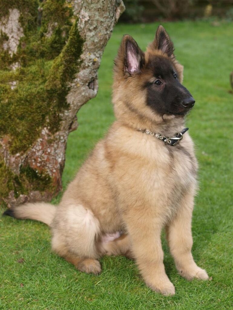 Tan Miniature German Shepherd