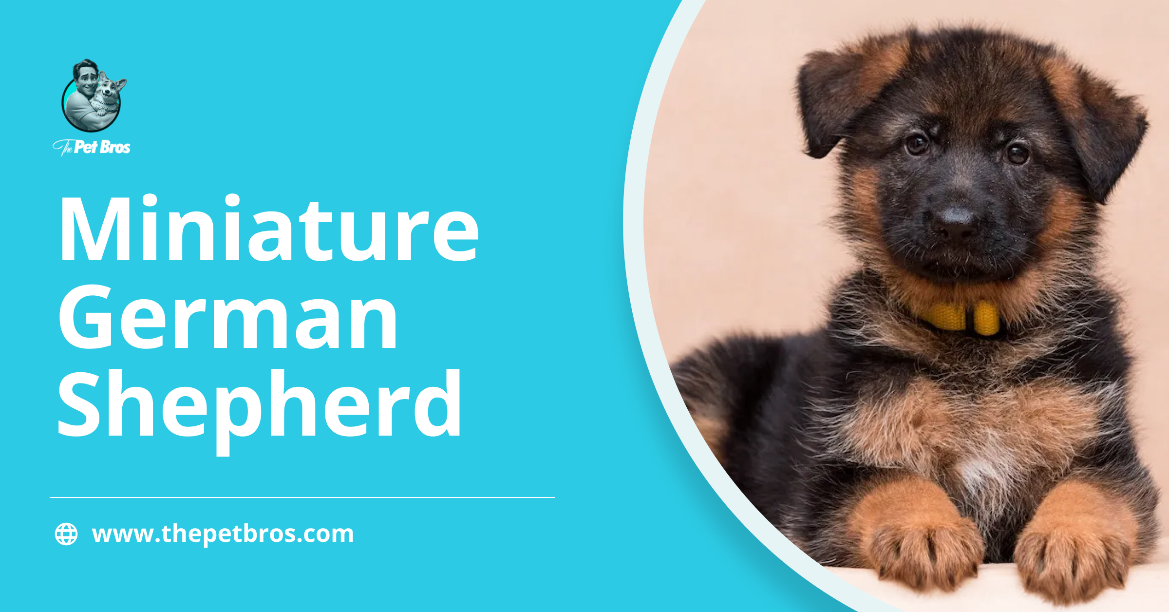 Miniature German Shepherd: What to Know Before Choosing One