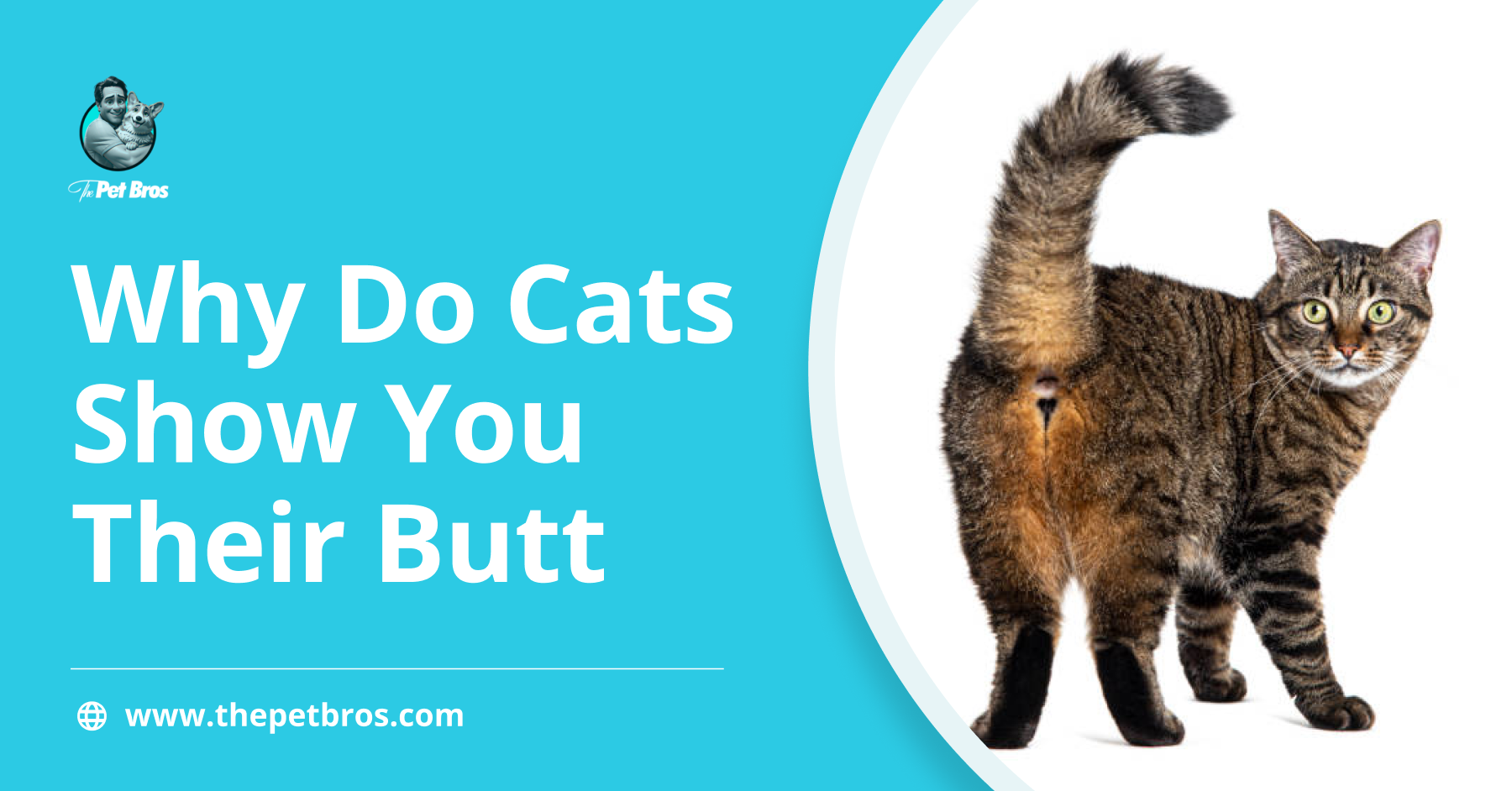 Why Do Cats Show You Their Butt? A Complete Guide