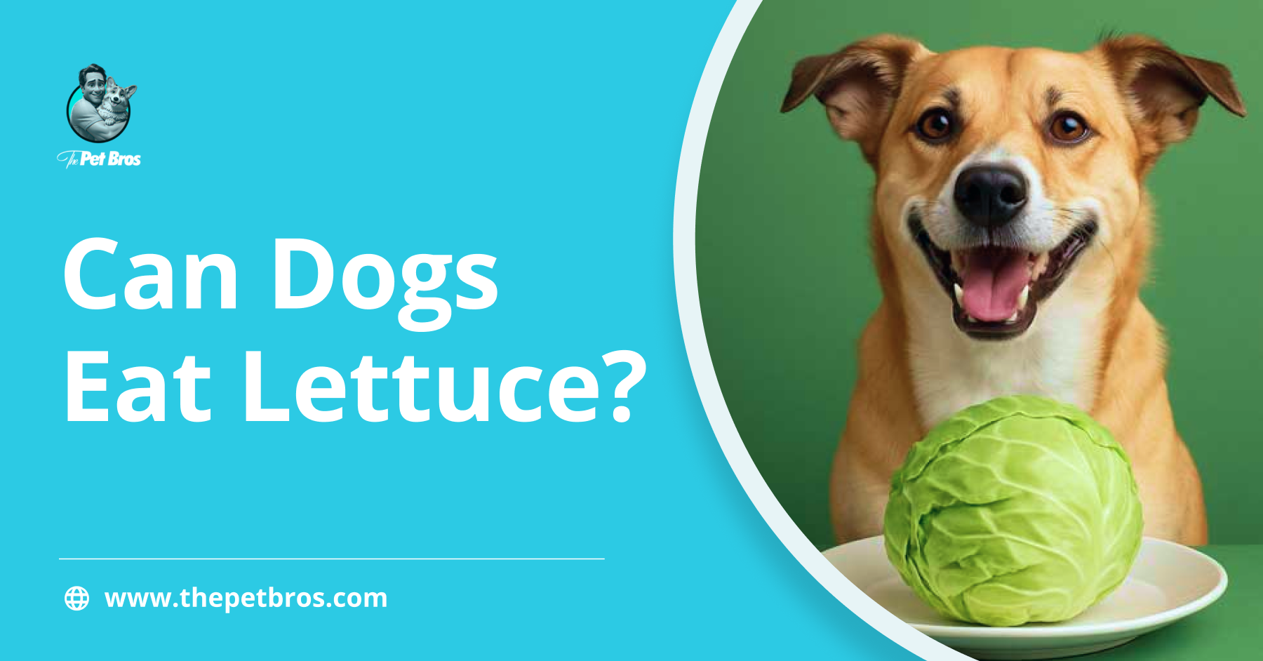 Can Dogs Eat Lettuce? Benefits and Risks You Need To Know