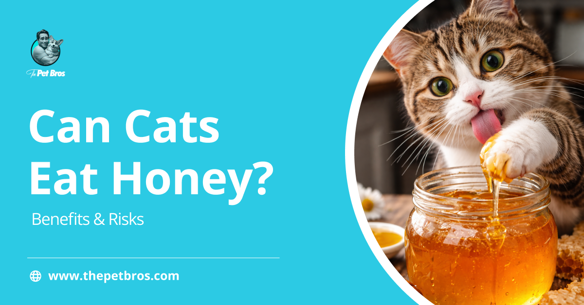 Can Cats Eat Honey? Everything You Need To Consider