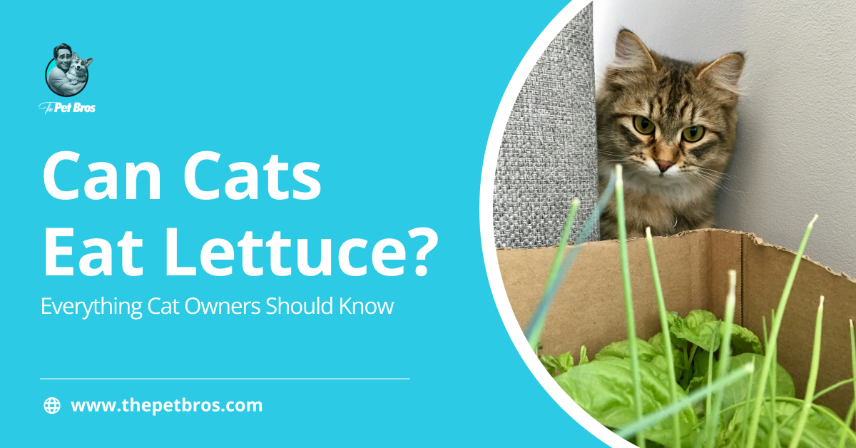 Can Cats Eat Lettuce? Everything You Should Know