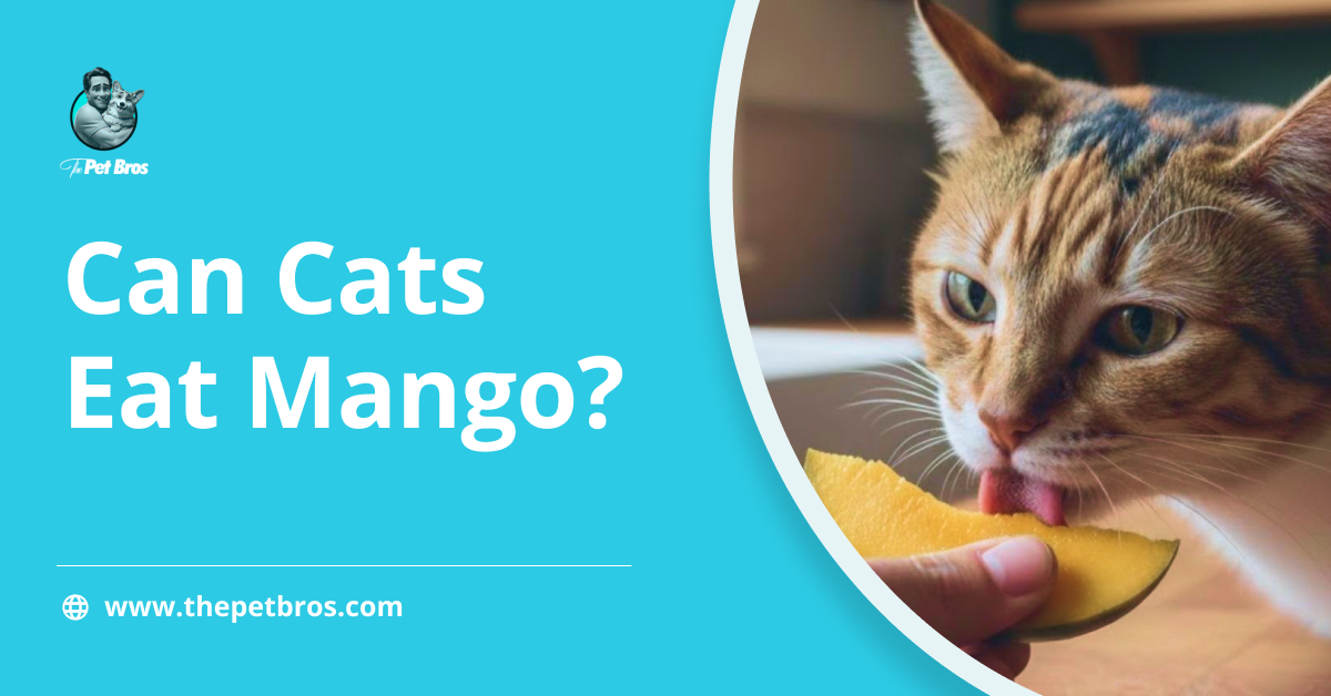Can Cats Eat Mango? Everything Cat Parents Need To Know