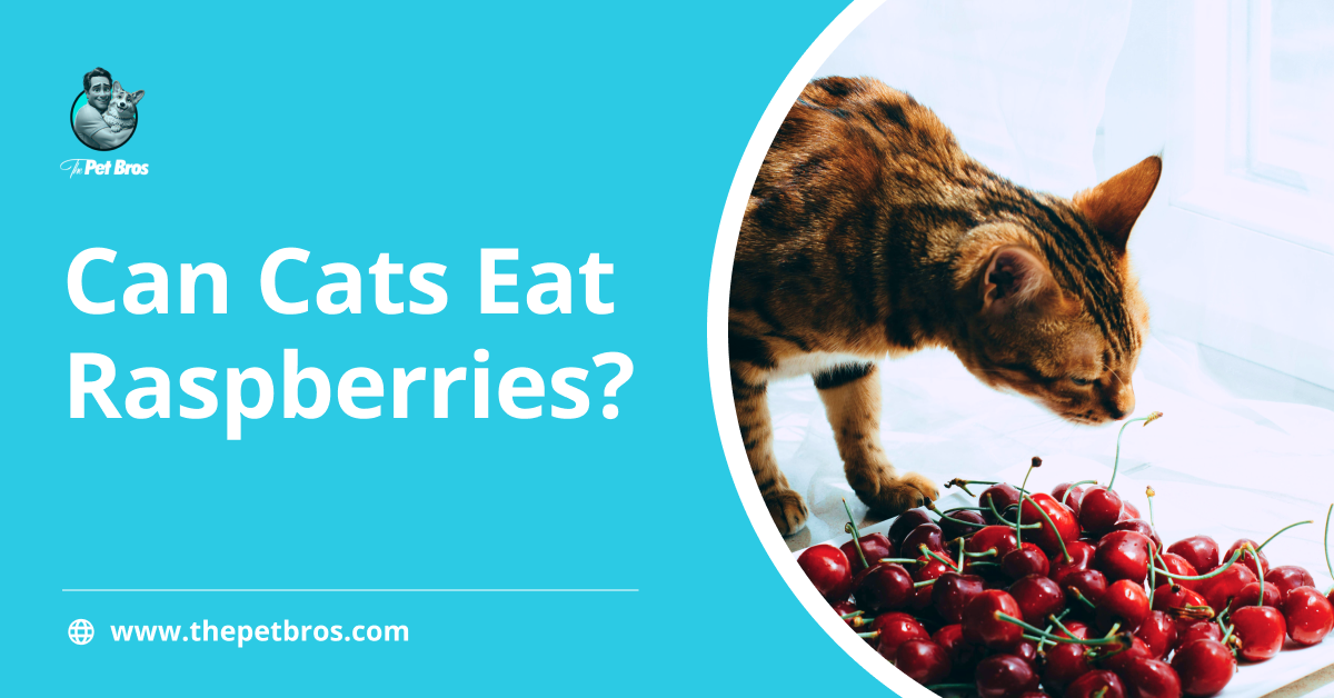 Can Cats Eat Raspberries? A Complete Guide for Cat Parents