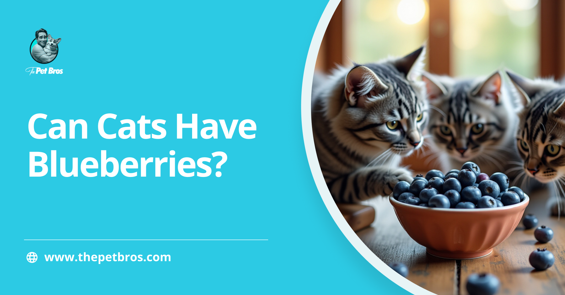 Can Cats Have Blueberries? A Complete Safety Guide