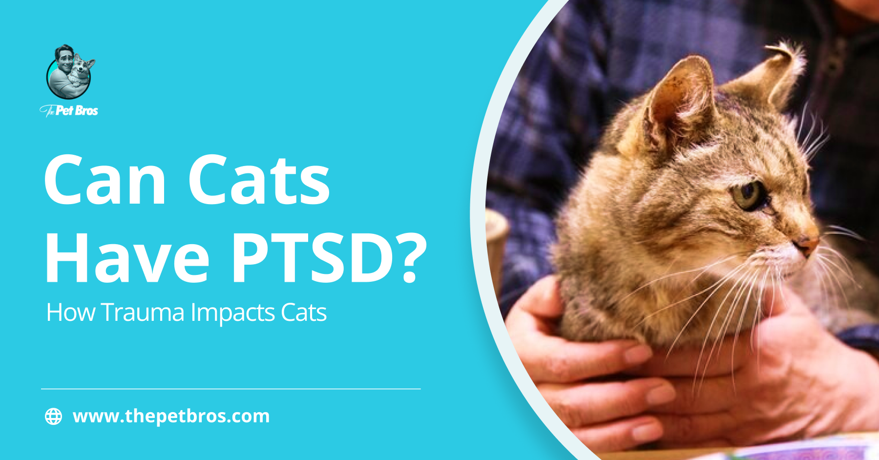 Can Cats Have PTSD