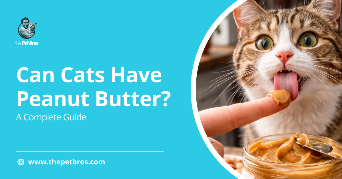 Can Cats Have Peanut Butter? A Complete Guide