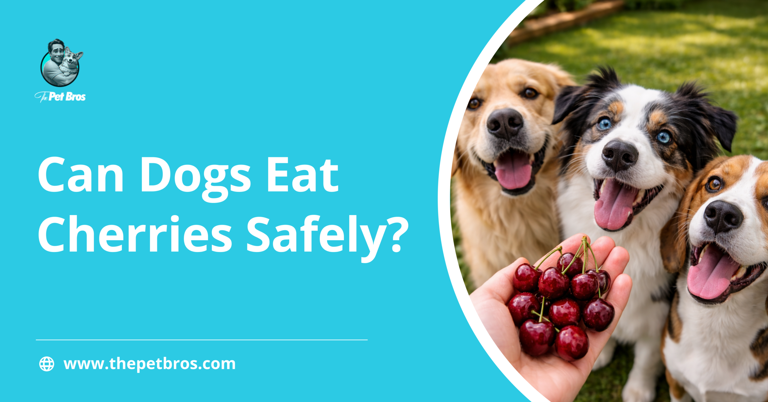 Can Dogs Eat Cherries? Are They Safe or Toxic?