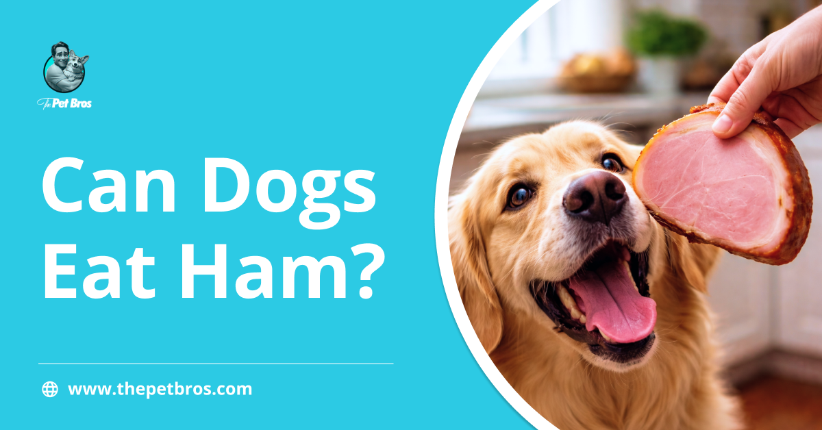Can Dogs Eat Ham? What Every Dog Owner Should Know