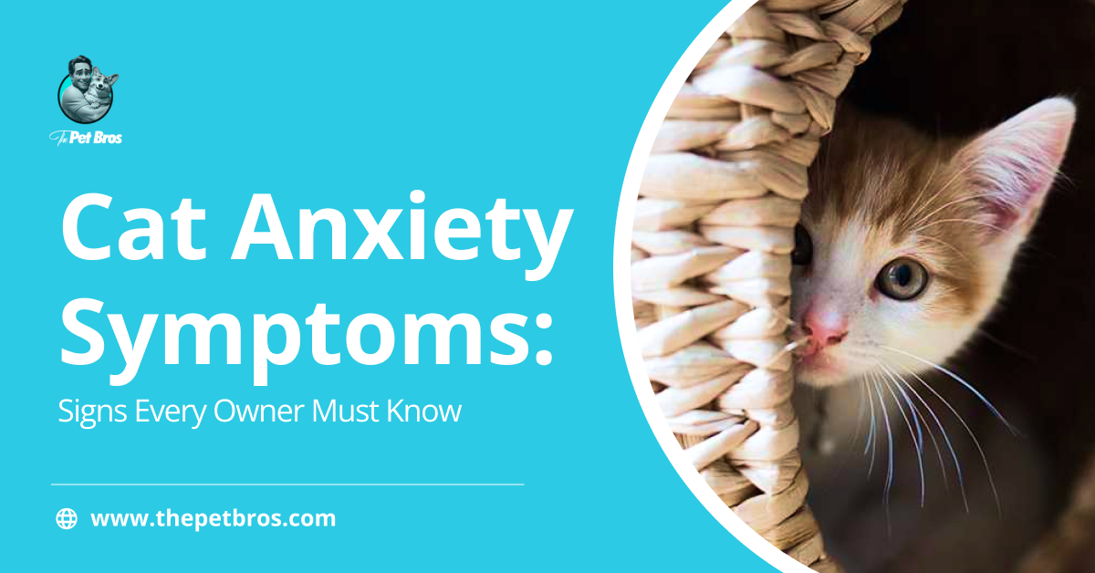 Cat Anxiety Symptoms: Signs of Stress You Should Know