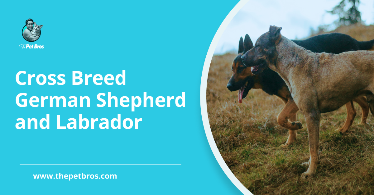Cross-Breed German Shepherd and Labrador: A Complete Guide