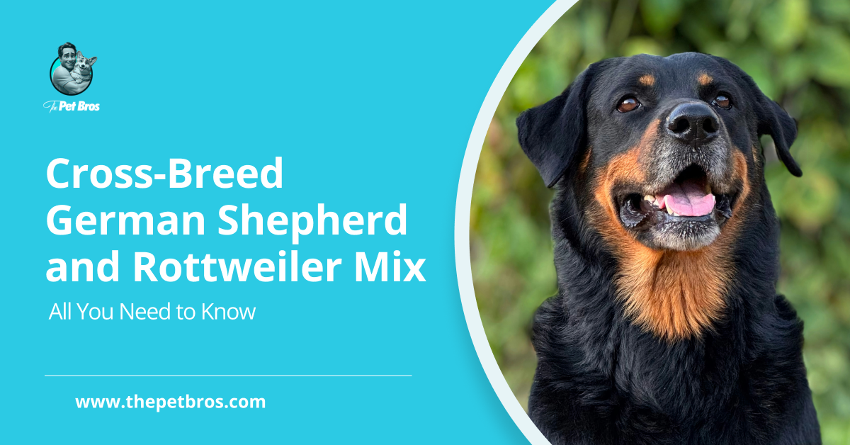 Cross-Breed Rottweiler and German Shepherd: A Complete Guide