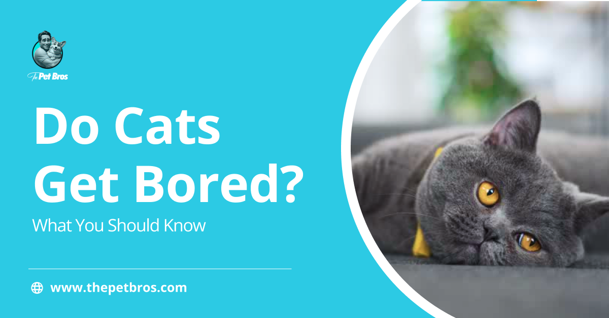 Do Cats Get Bored