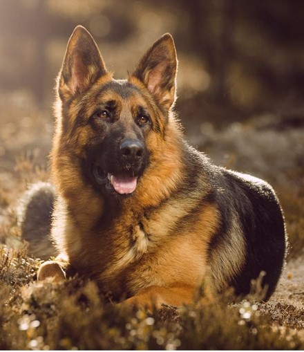 The German Shepherd
