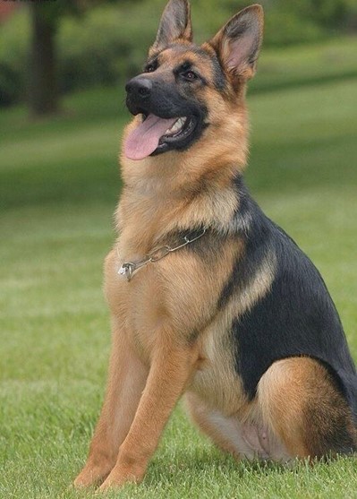 German Shepherd