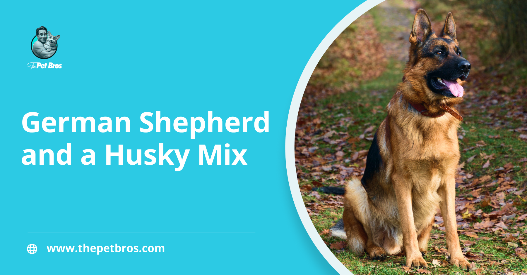 German Shepherd and a Husky Mix