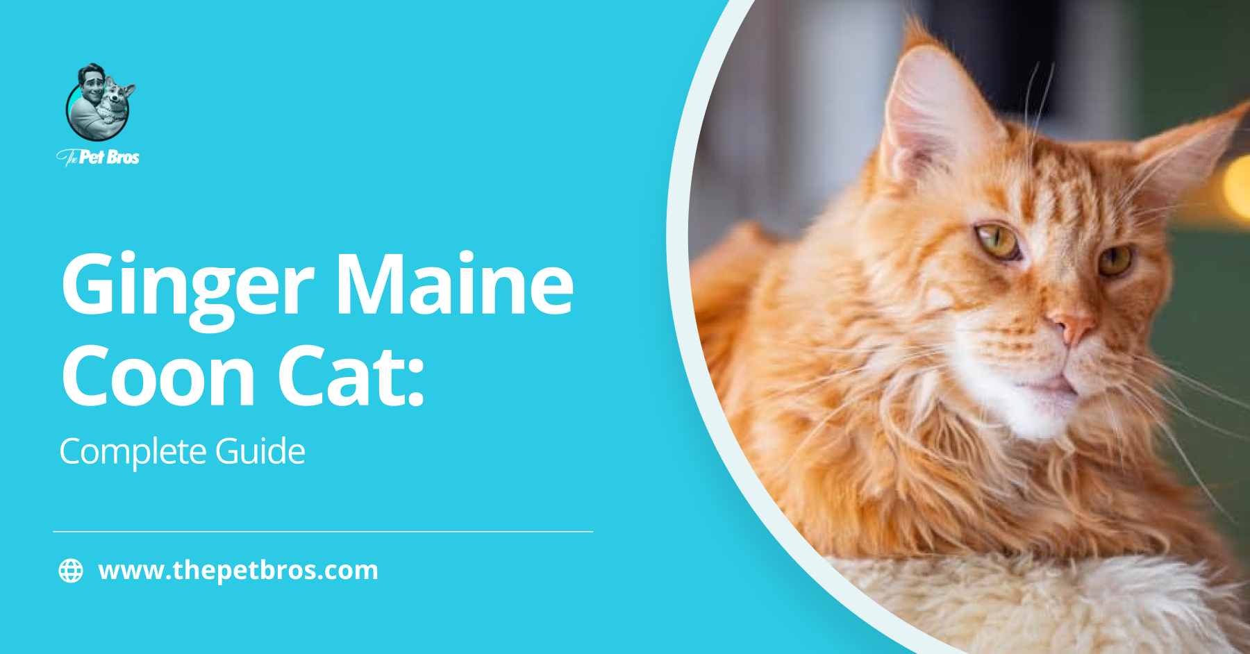 Ginger Maine Coon Cat