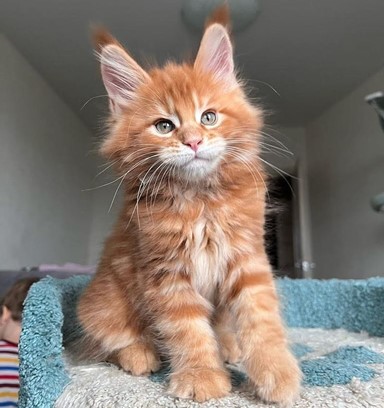 Ginger Maine Coon Cat