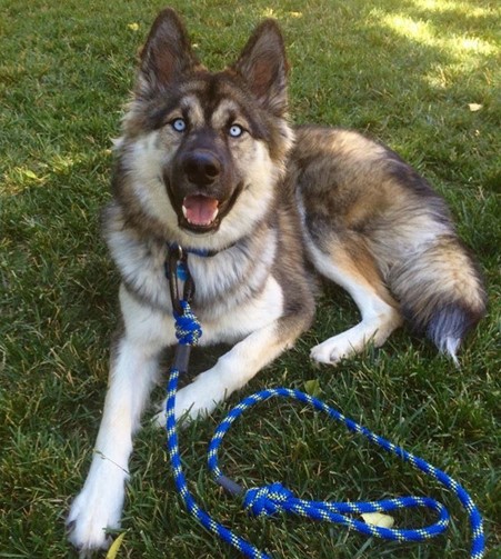 German Shepherd and a Husky Mix