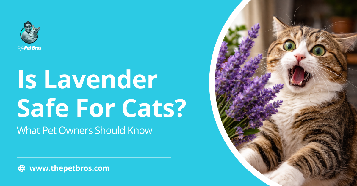 Is Lavender Safe For Cats