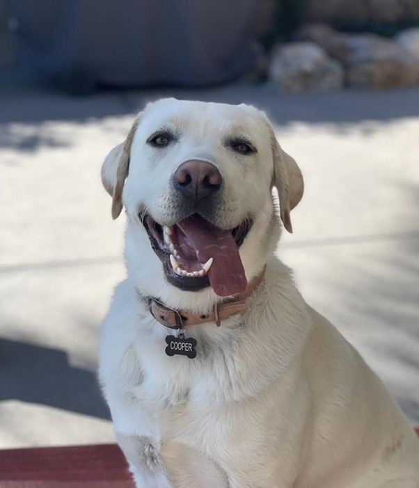 Labrador Retriever