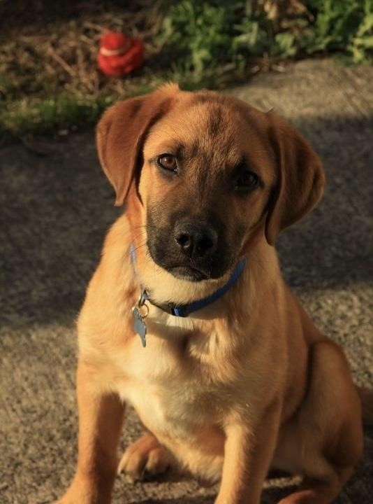 German Shepherd and the Labrador Retriever
