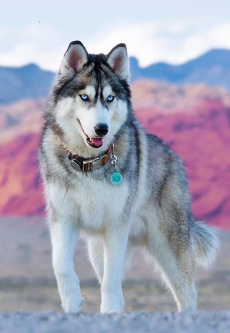 The Siberian Husky